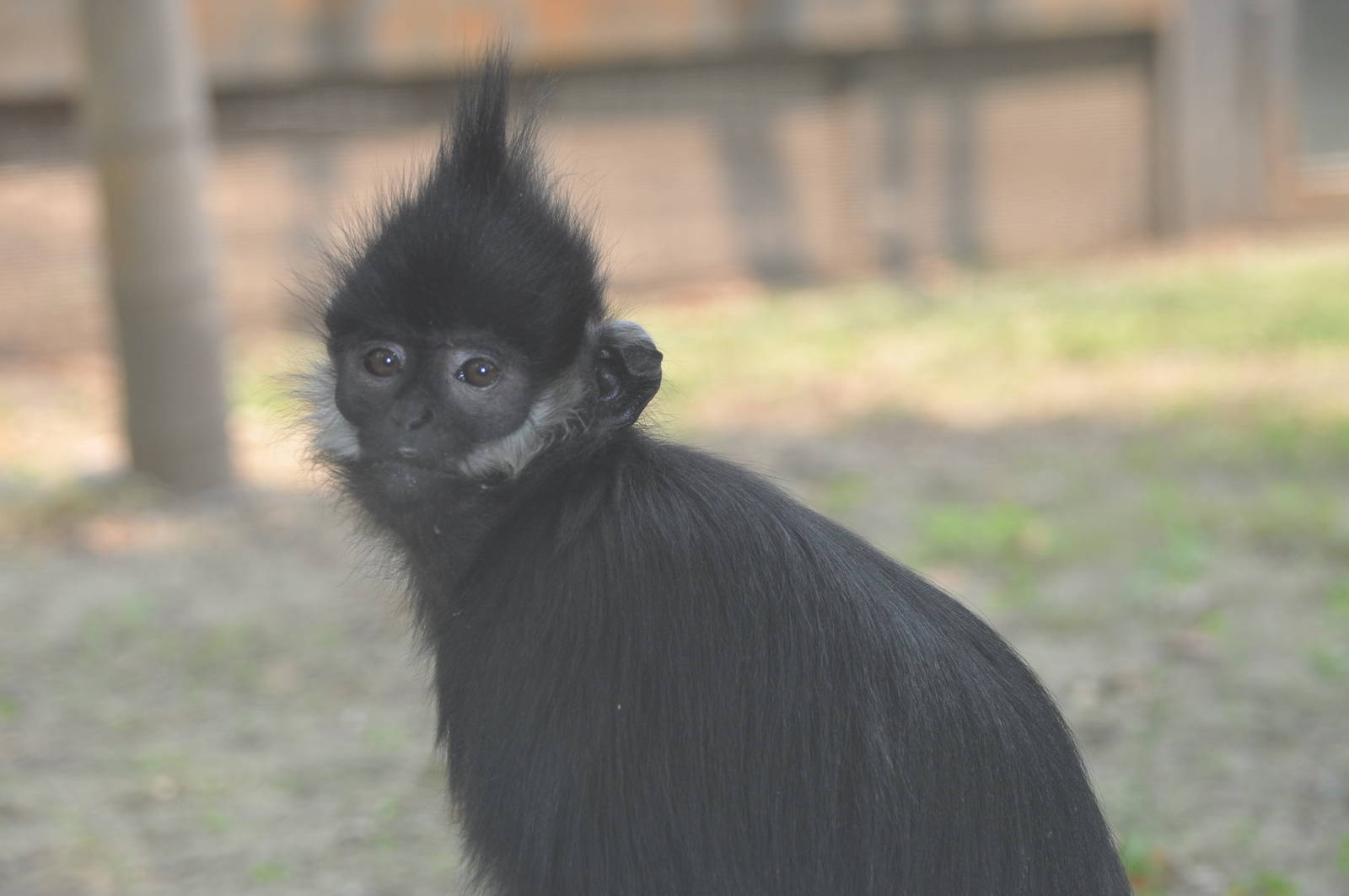 Francois` monkey/ Trachypithecus francoisi