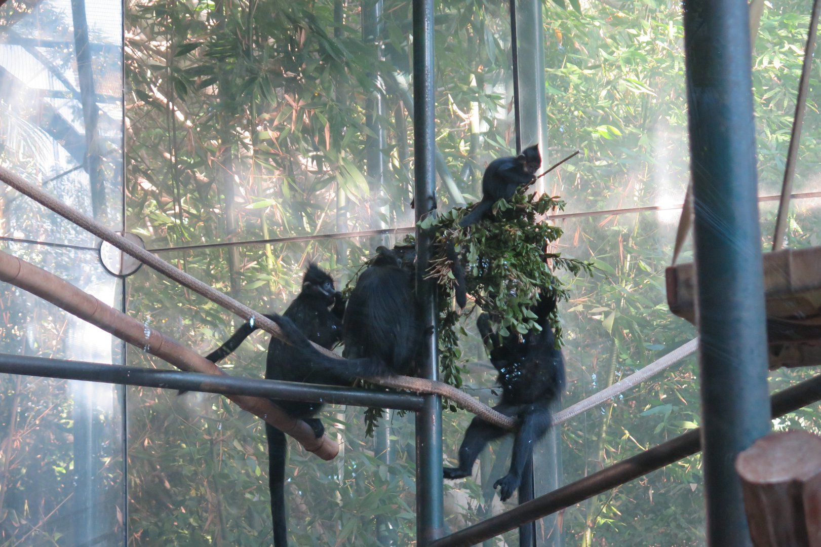Francois's Langur(8/23/2024)