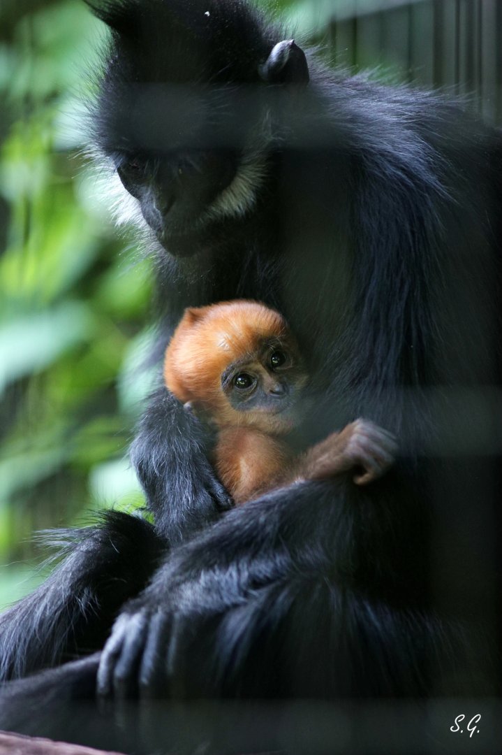 Francois's langur baby