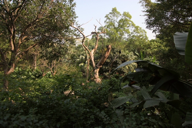 Francois's langur exhibit