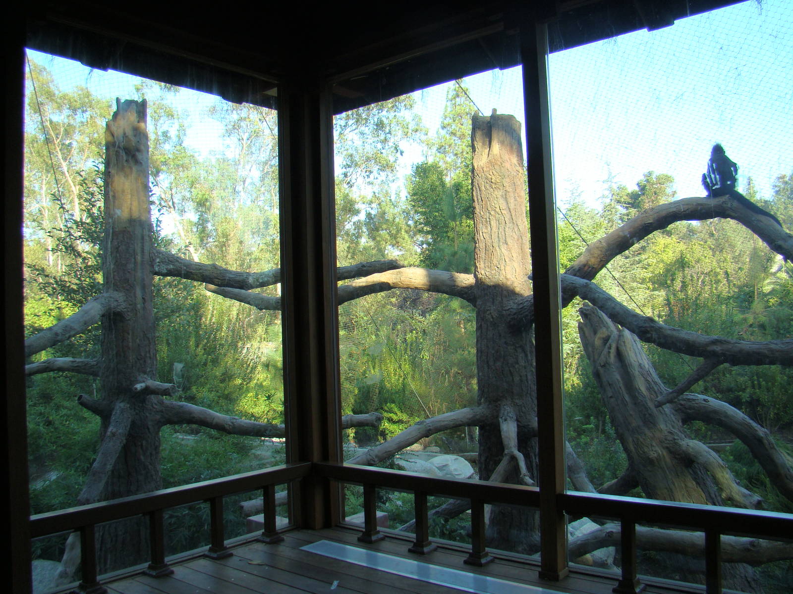 Francois's Langur exhibit