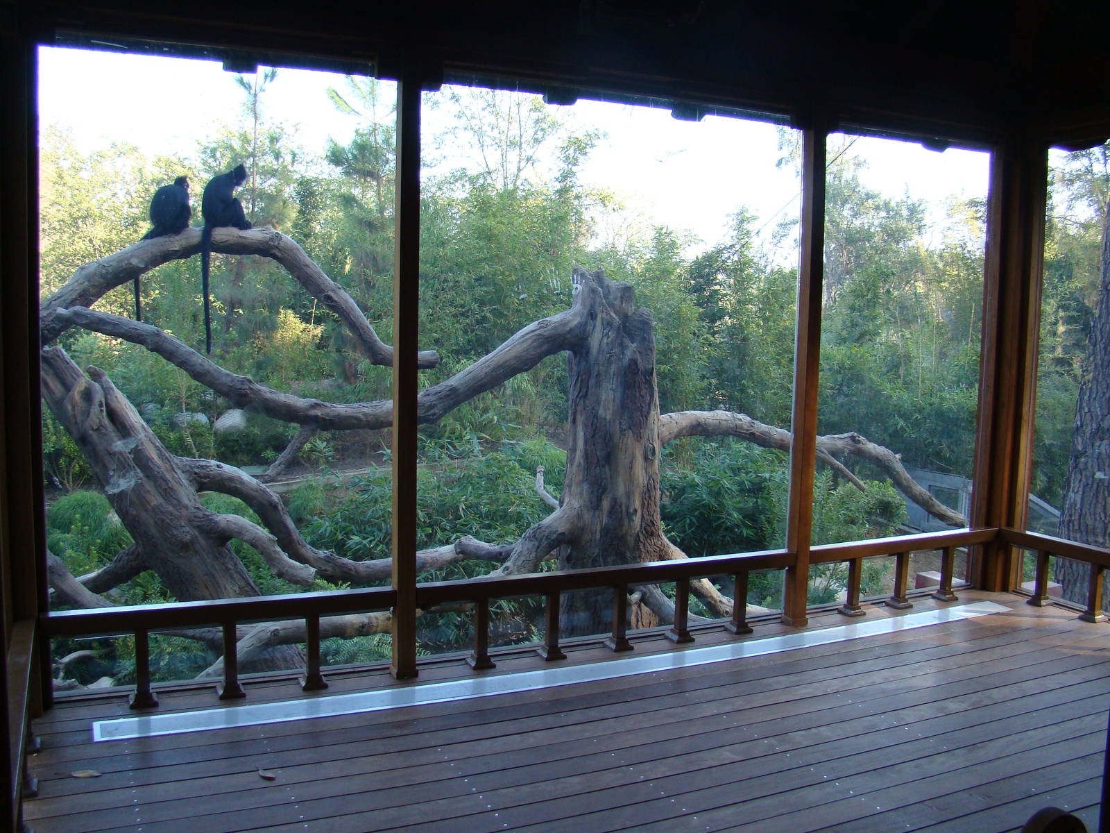 Francois's Langur exhibit