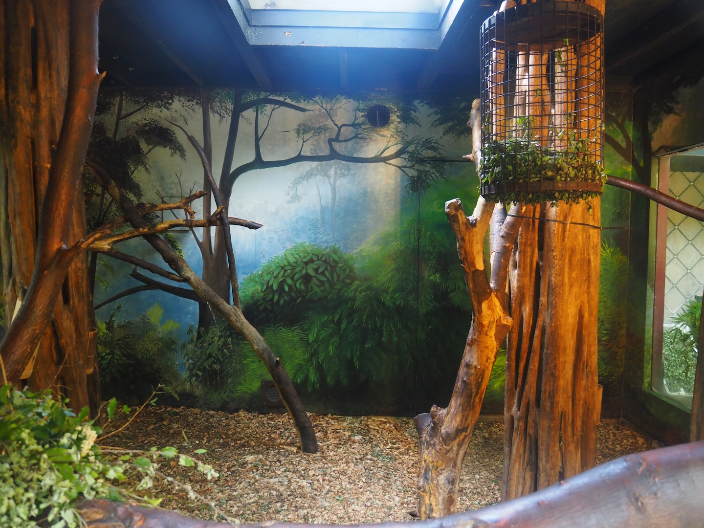 François's langur indoor exhibit, 2024-06-30