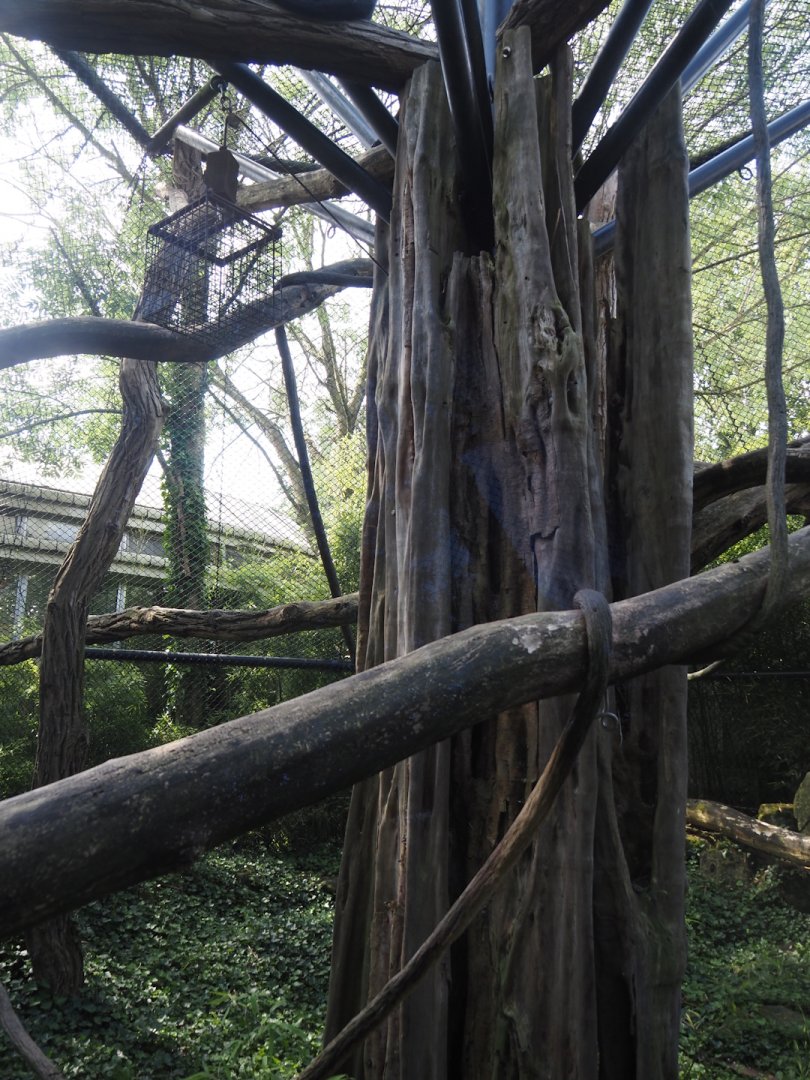 François's langur outdoor exhibit, 2024-06-30