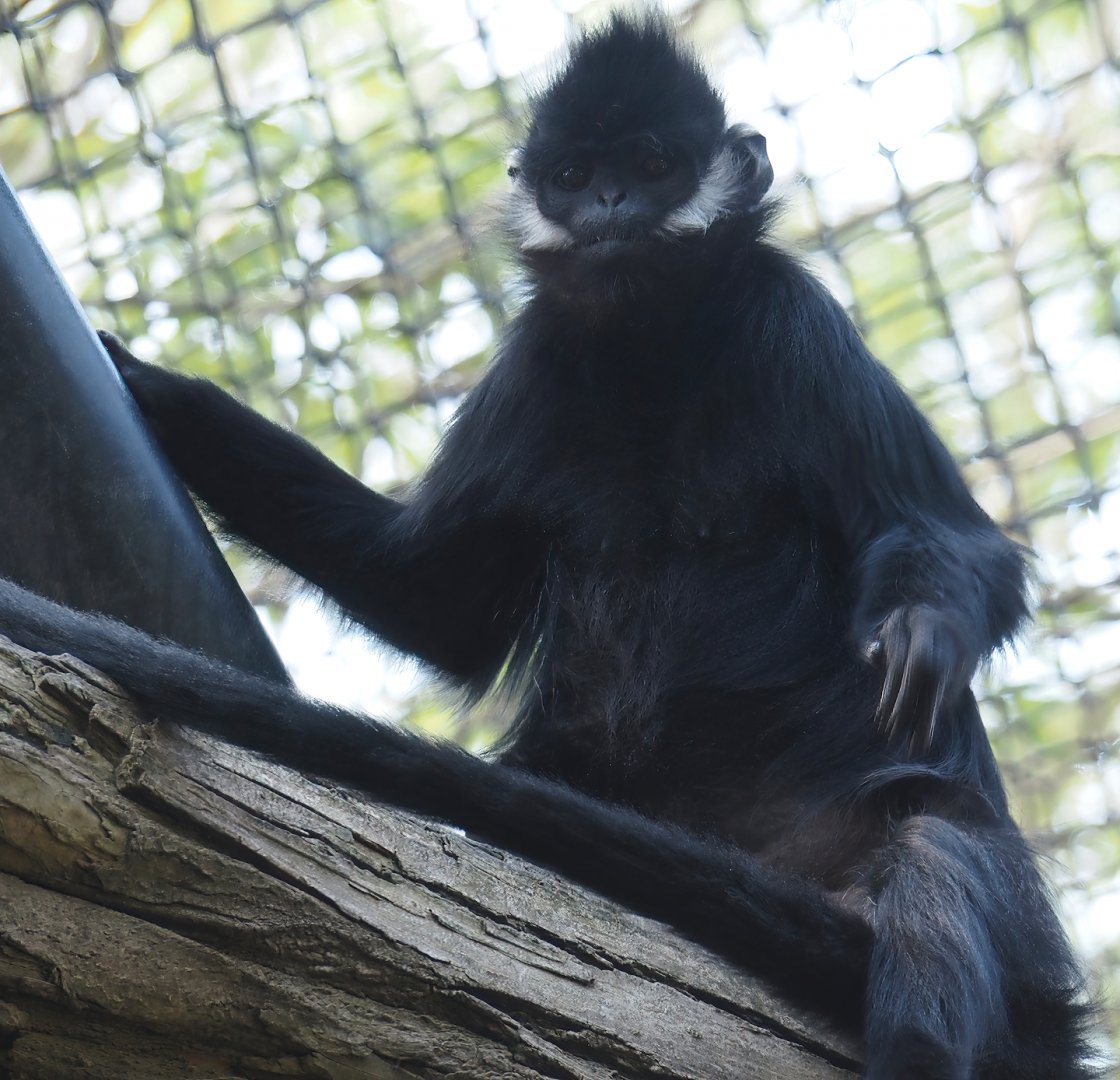 François's langur (Trachypithecus francoisi), 2024-06-30