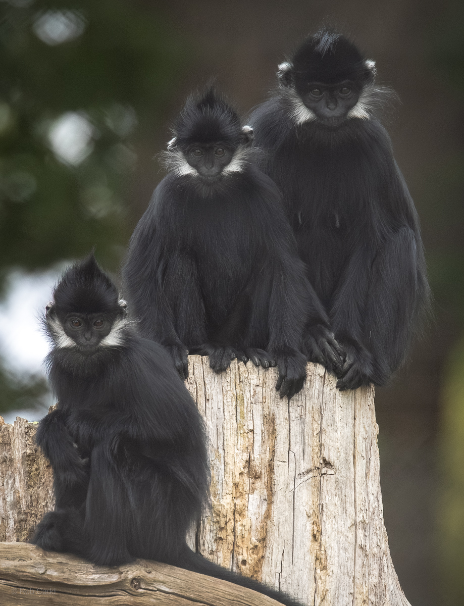 François's langur : Whipsnade : 16 Aug 2025