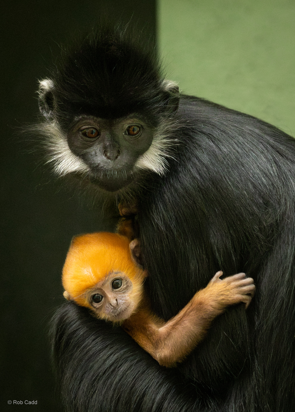 François's langur : Whipsnade : 27 May 2024