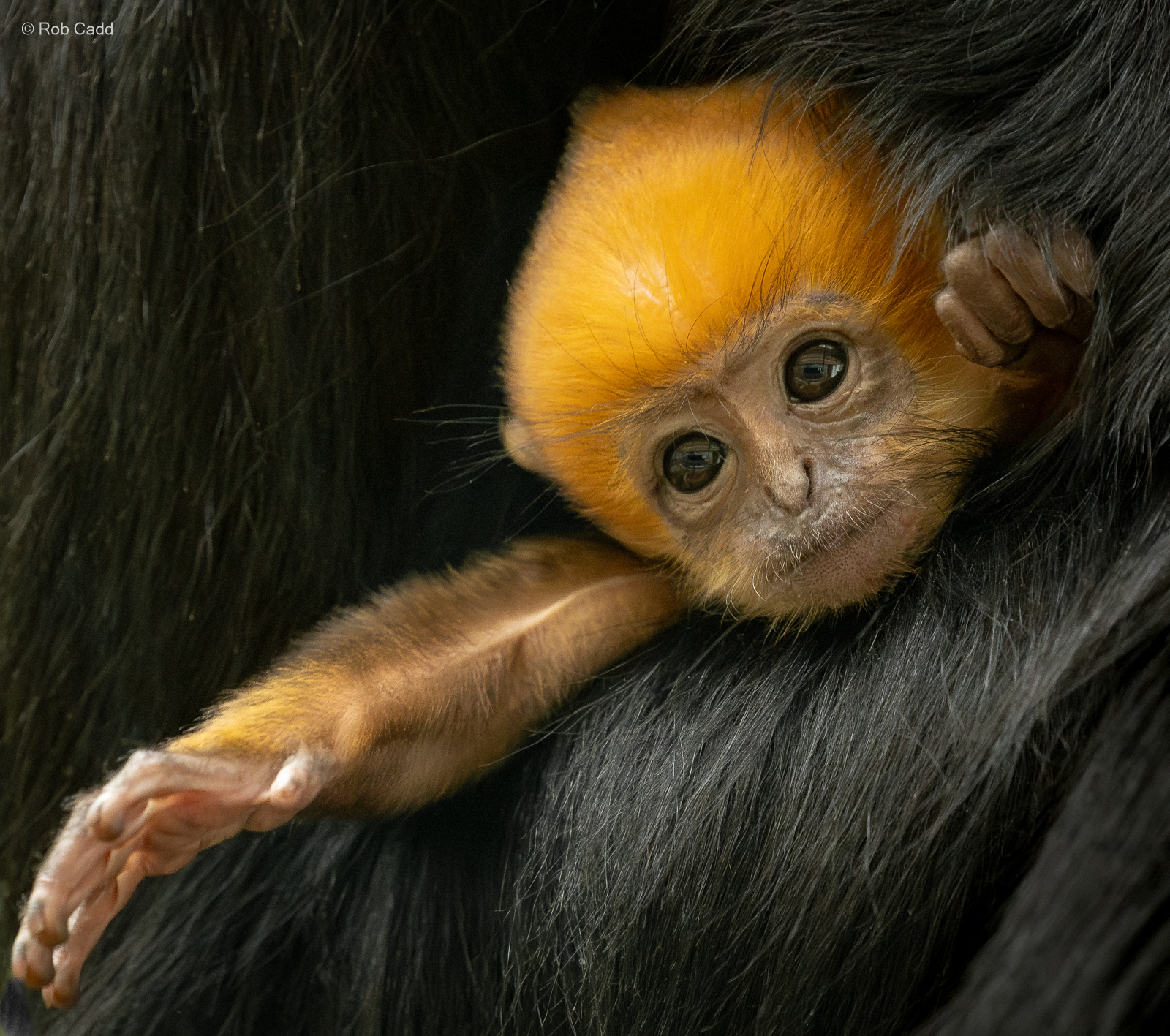 François's langur : Whipsnade : 27 May 2024