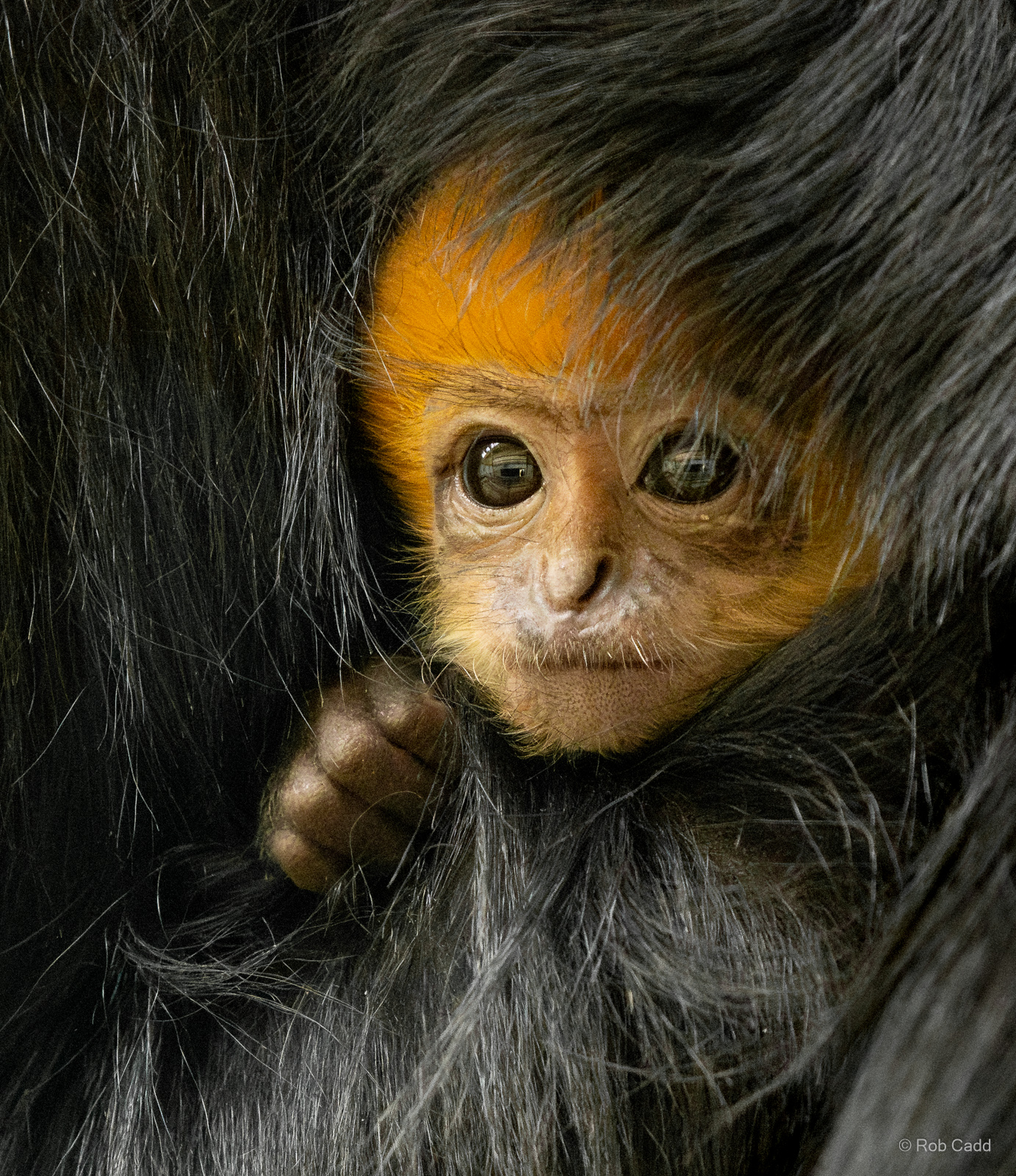 François's langur : Whipsnade : 27 May 2024
