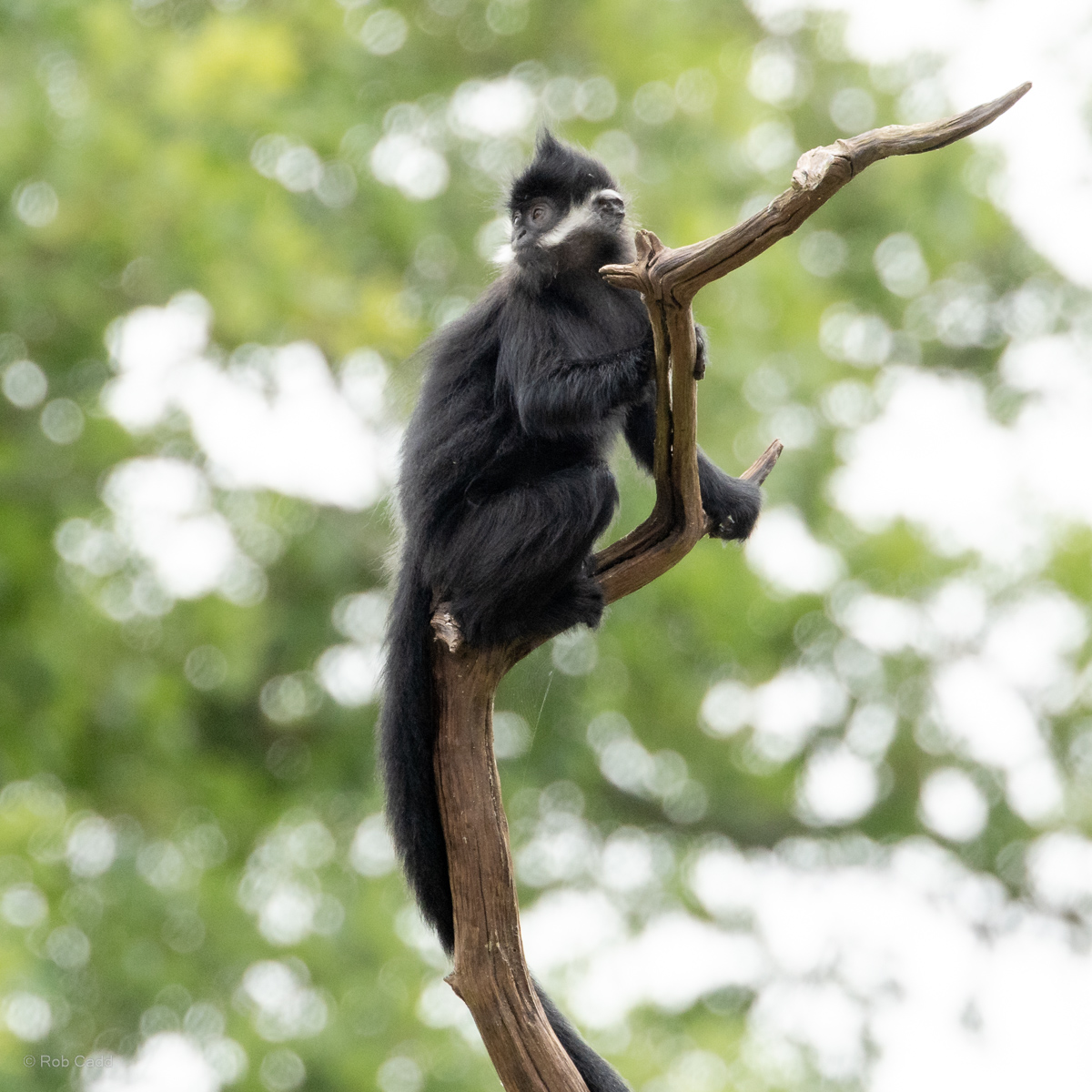 François's langur : Whipsnade : 29 Jun 2025