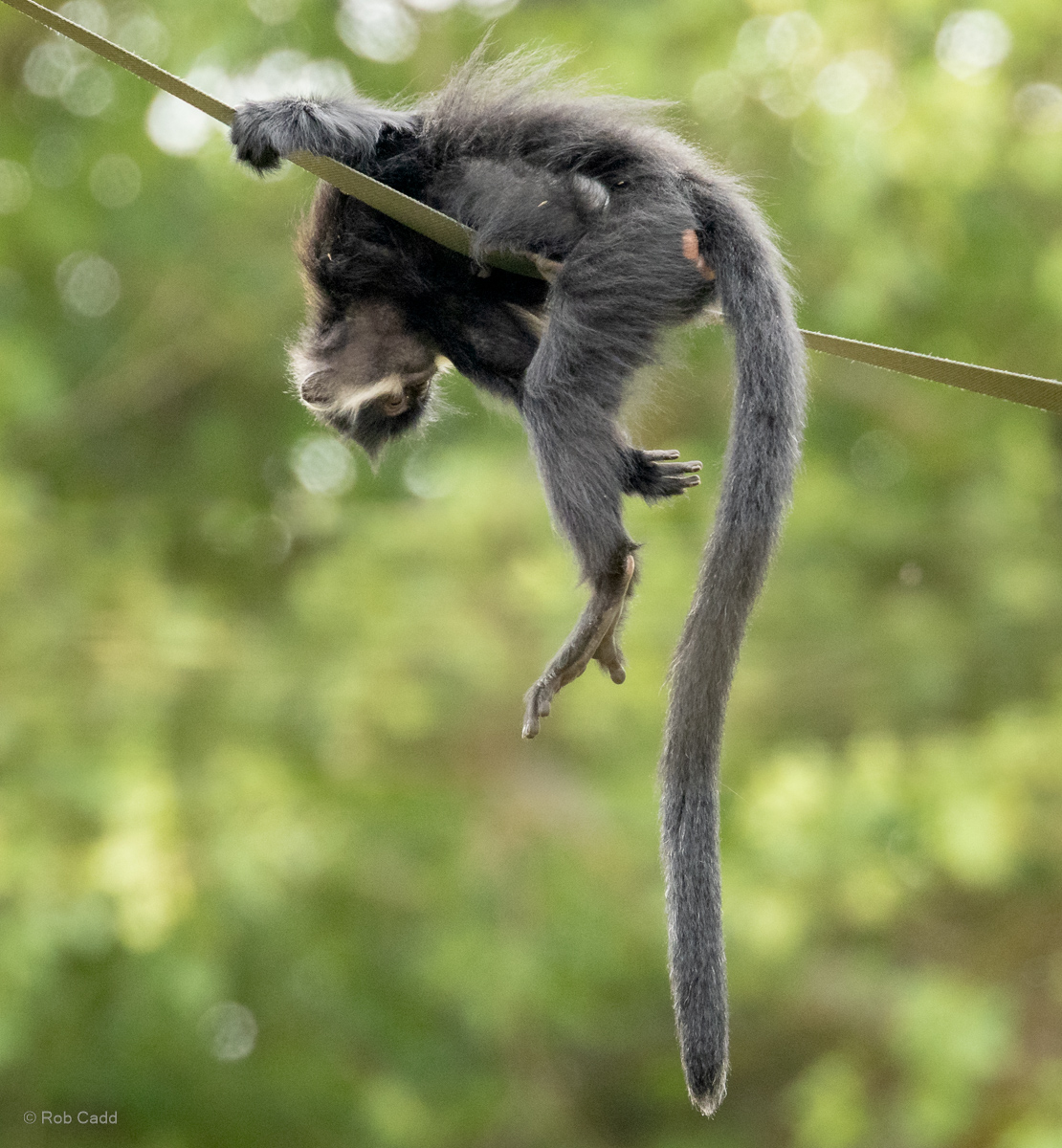 François's langur : Whipsnade : 29 Jun 2025