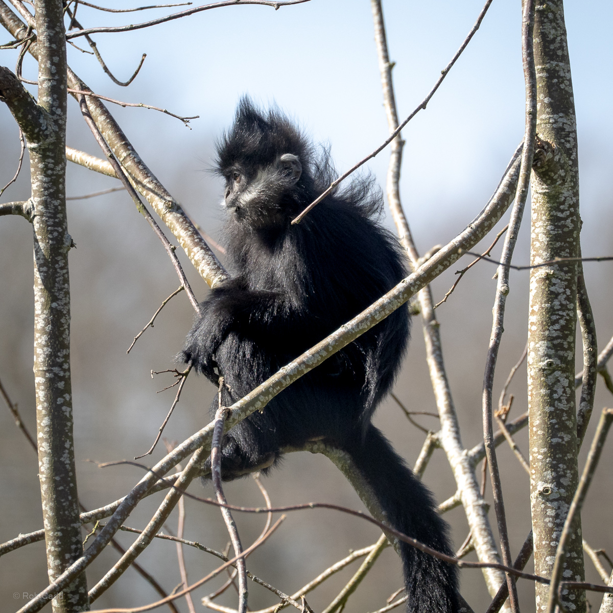 François's langur : Whipsnade : 30 Mar 2025