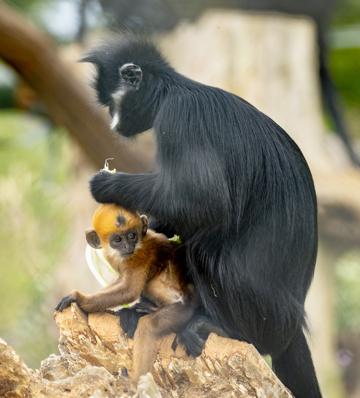 François's langur : Whipsnade Zoo : 14 Jul 2024