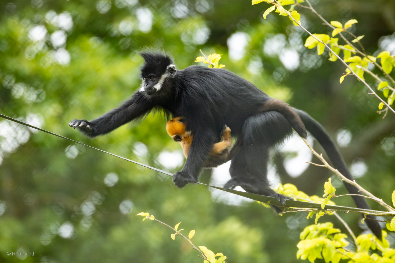 François's langur : Whipsnade Zoo : 14 Jul 2024