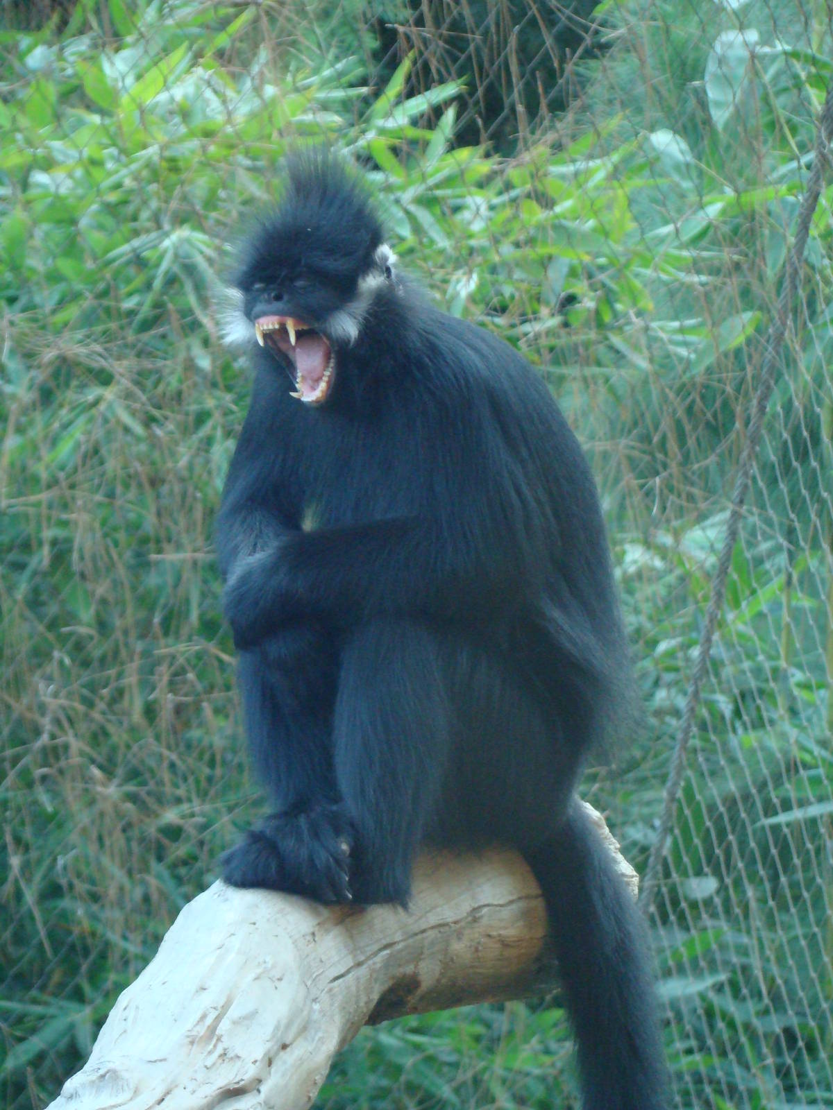 Francois's Langur yawning