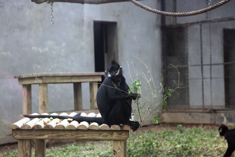 Francois's langur