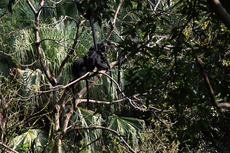 Francois's langur