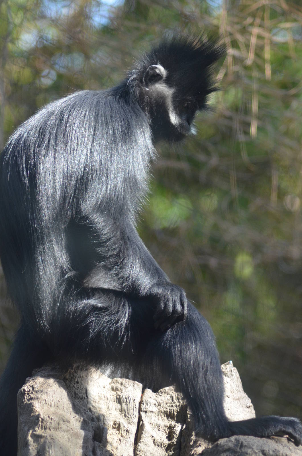 Francois's Langur