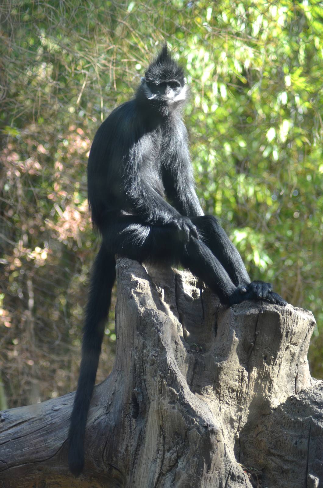 Francois's Langur