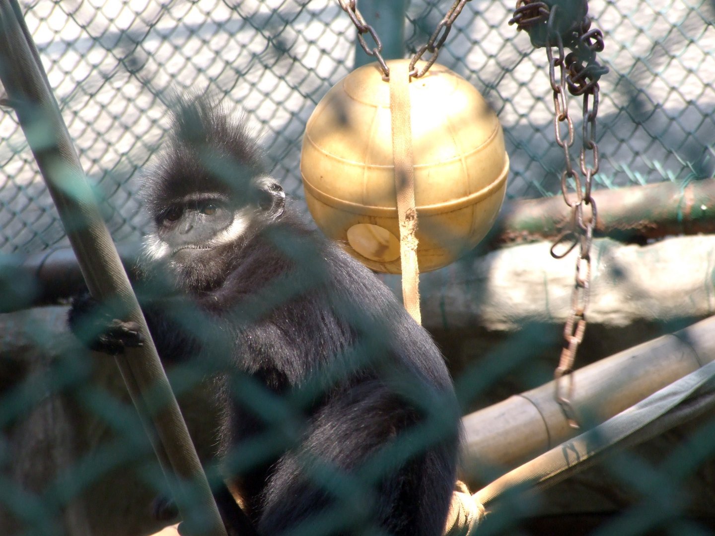 Francois's Langur