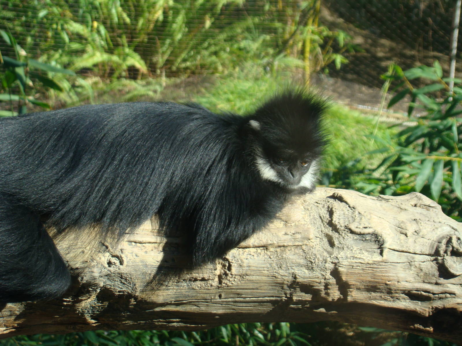 Francois's Langur