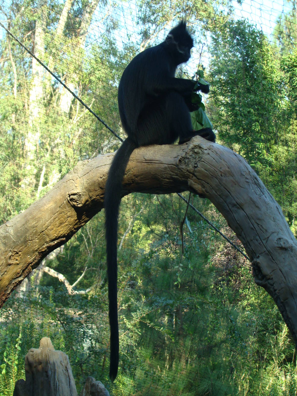 Francois's Langur