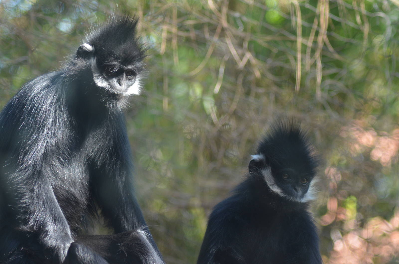 Francois's Langurs