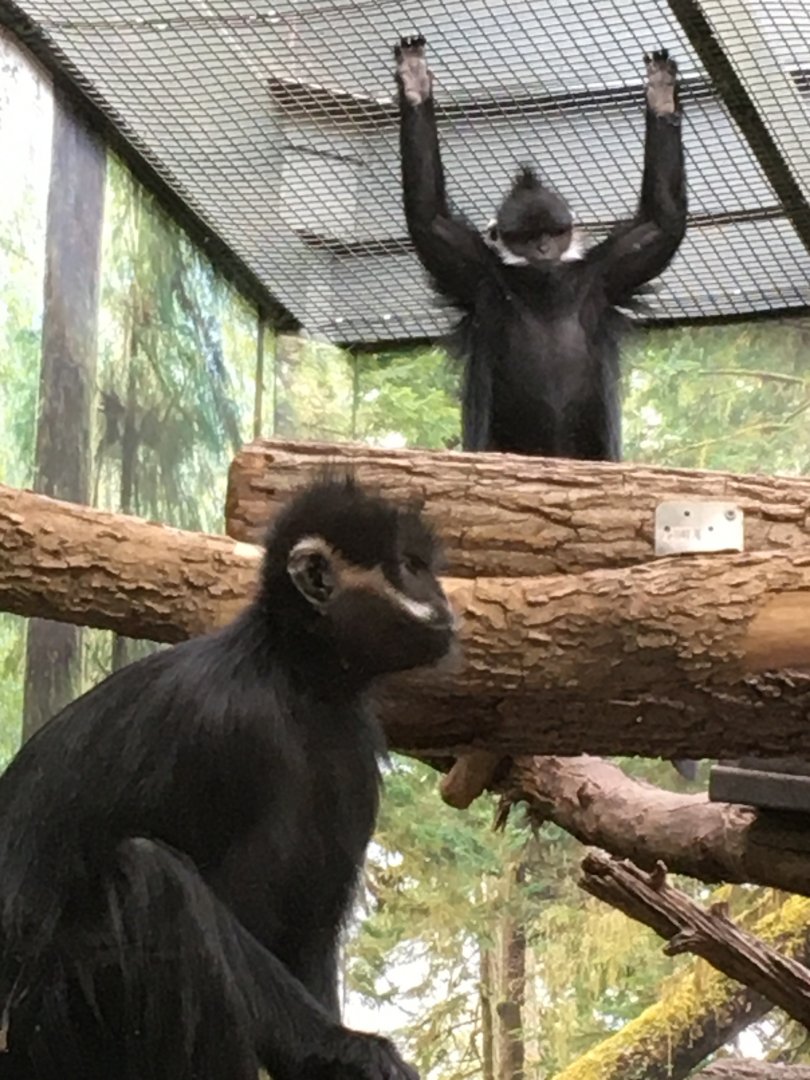 Francois’s Langurs