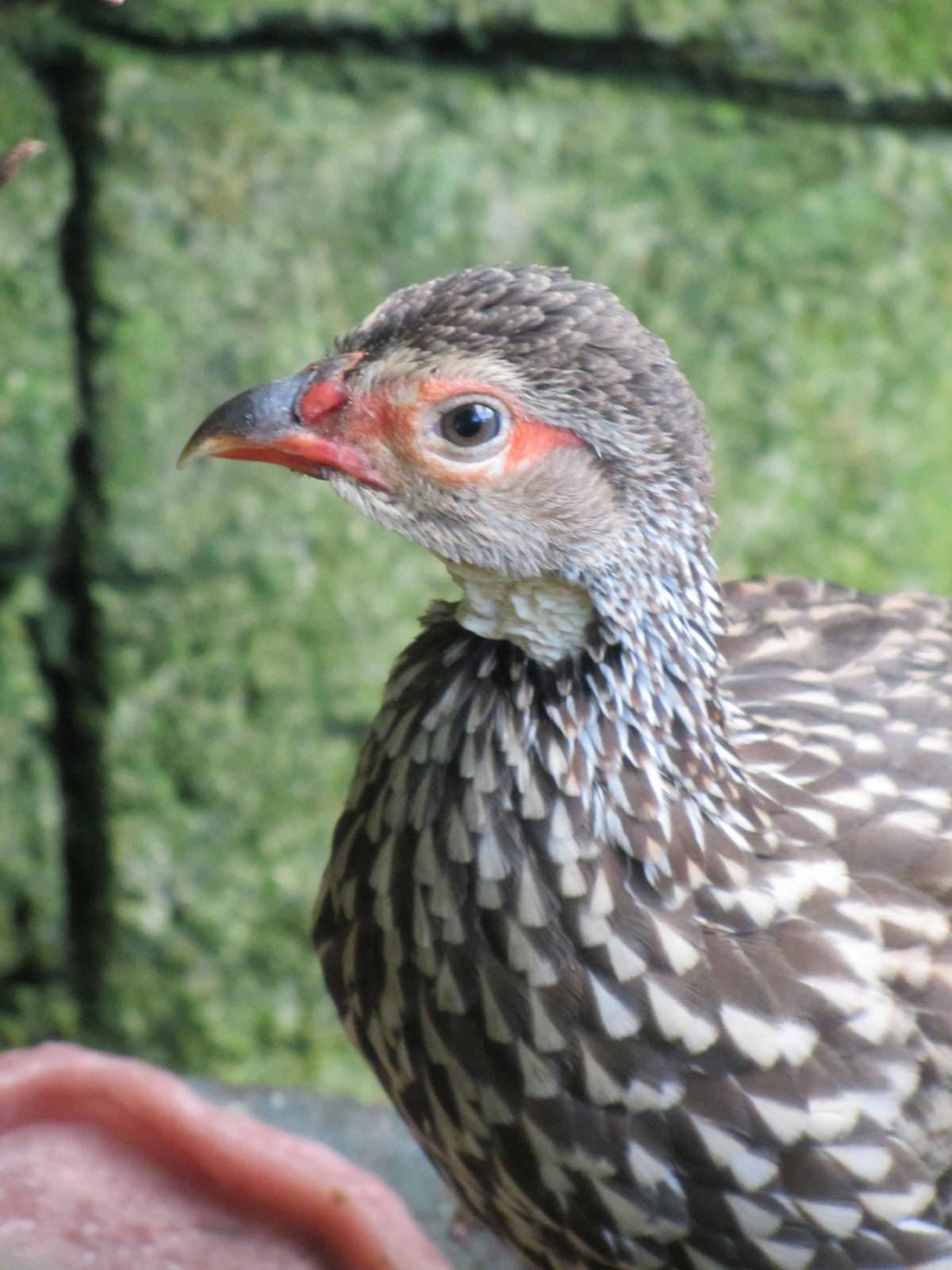 Francolin