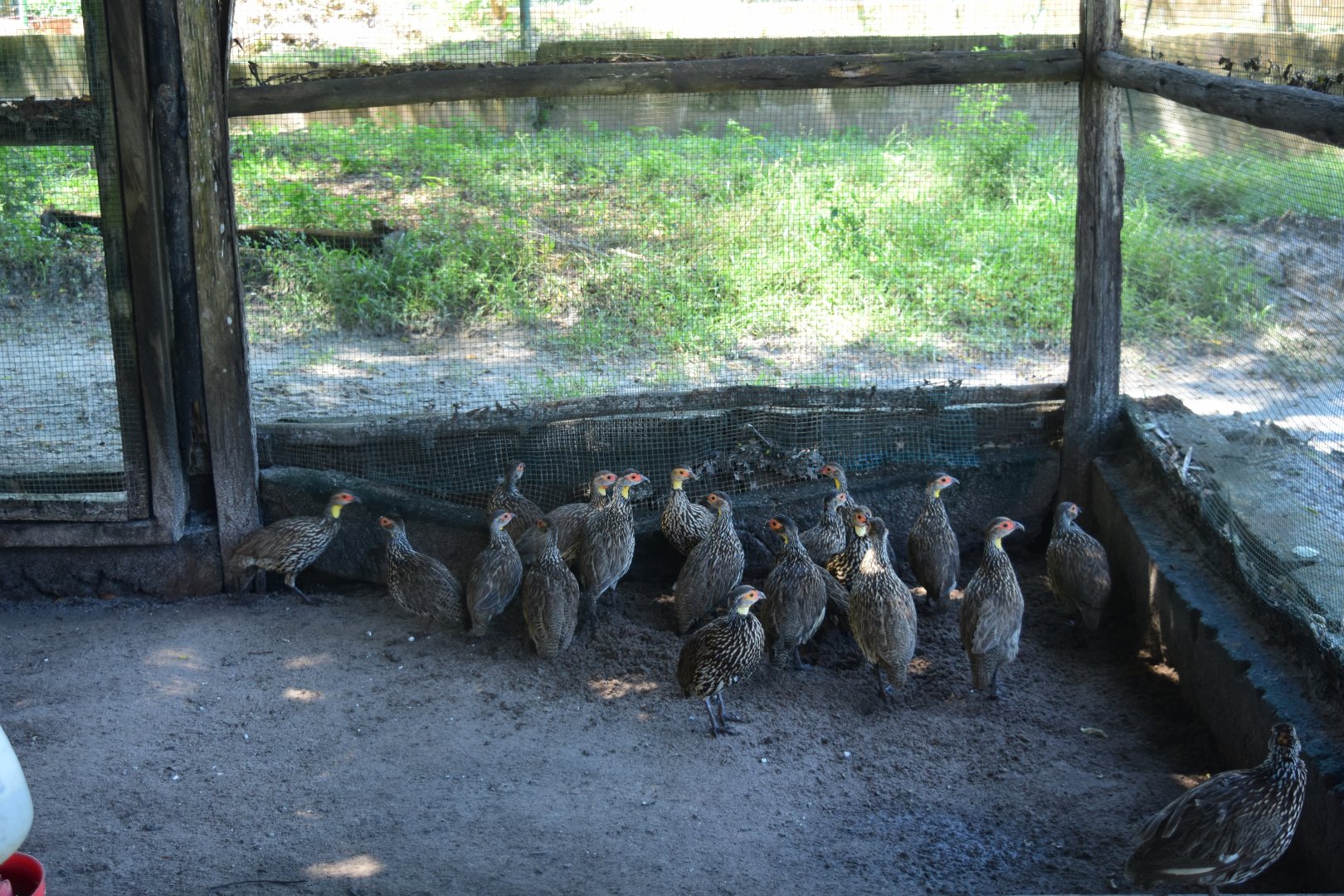 Francolins (Pternistis sp.)