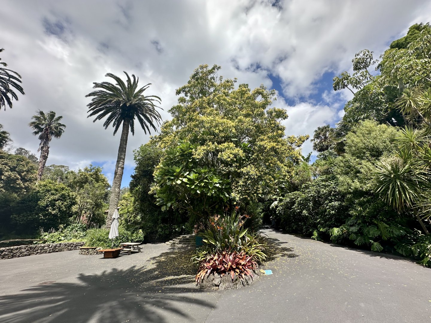 Frangipani Tree (Jamuna Plaza)