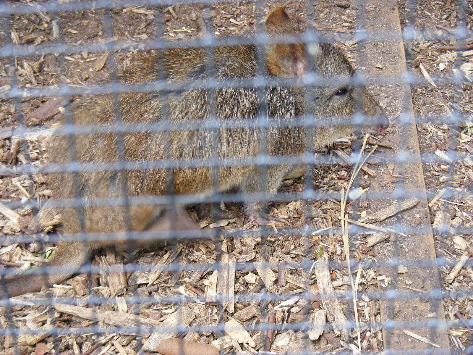 Frank or Rufus the long-nosed potoroo at Drusillas Park, 23 May 2009