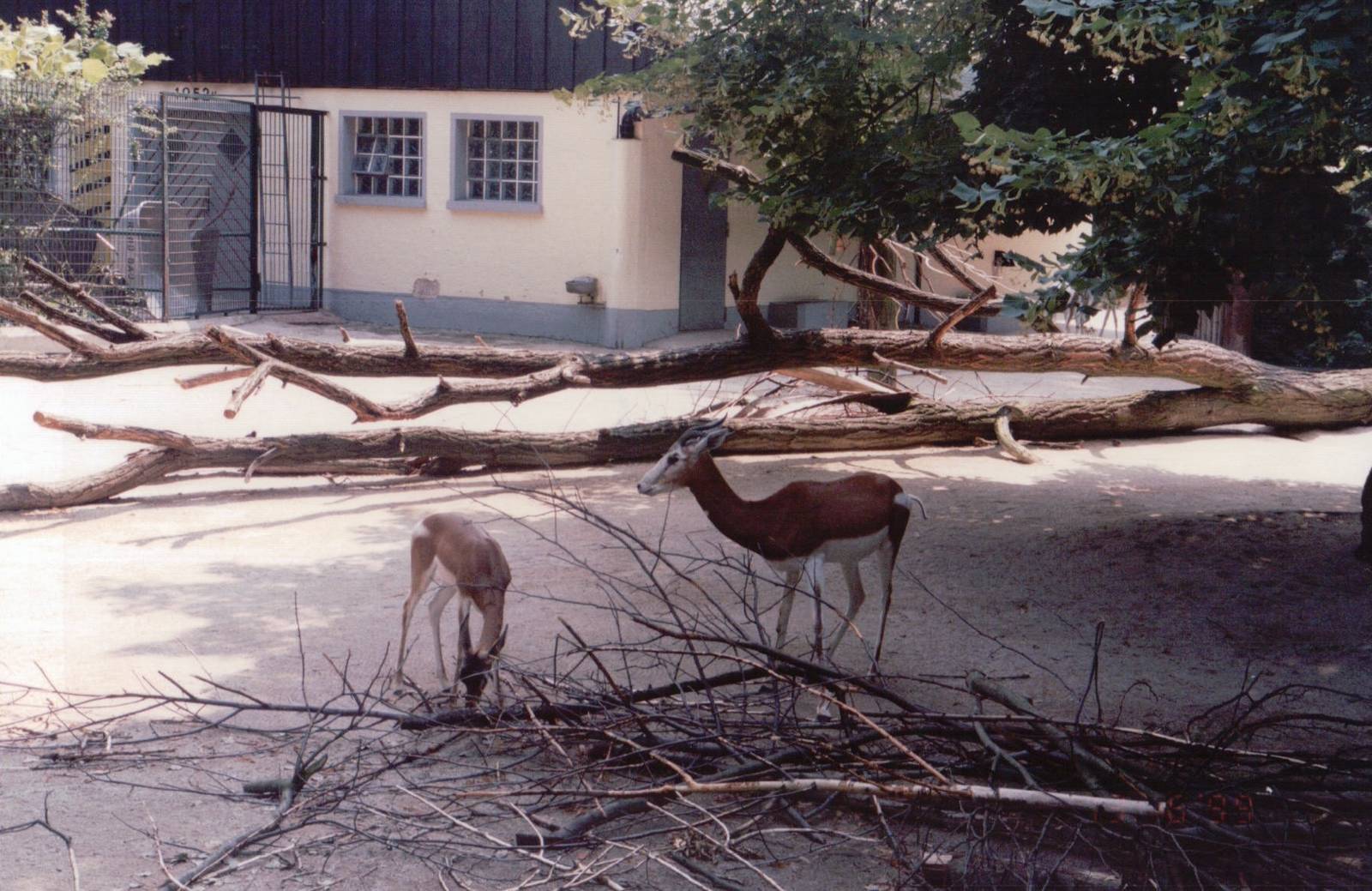 Frankfurt Zoo 1999 - Addra Gazelle exhibit