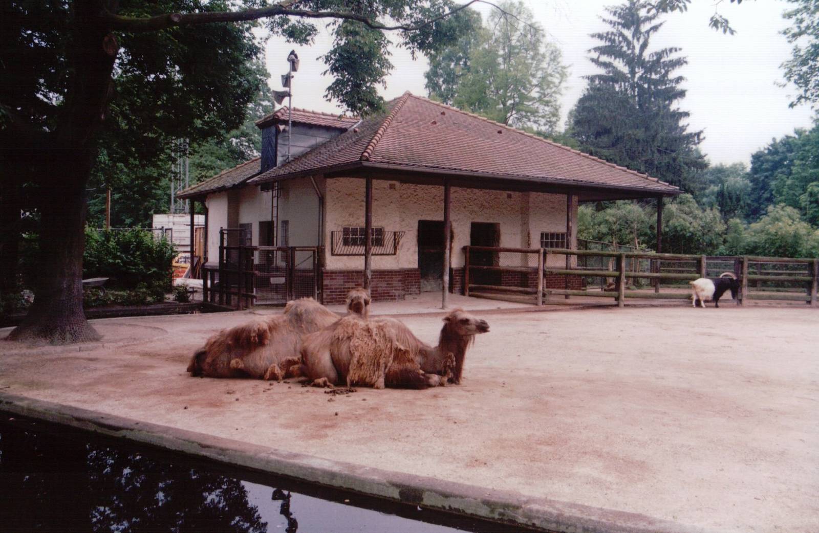 Frankfurt Zoo 1999 - Arabian Camel and goat