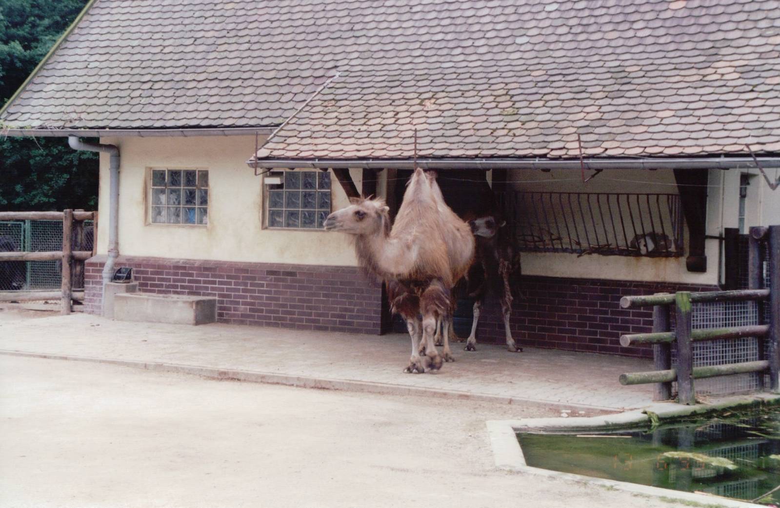 Frankfurt Zoo 1999 - Bactrian Camel