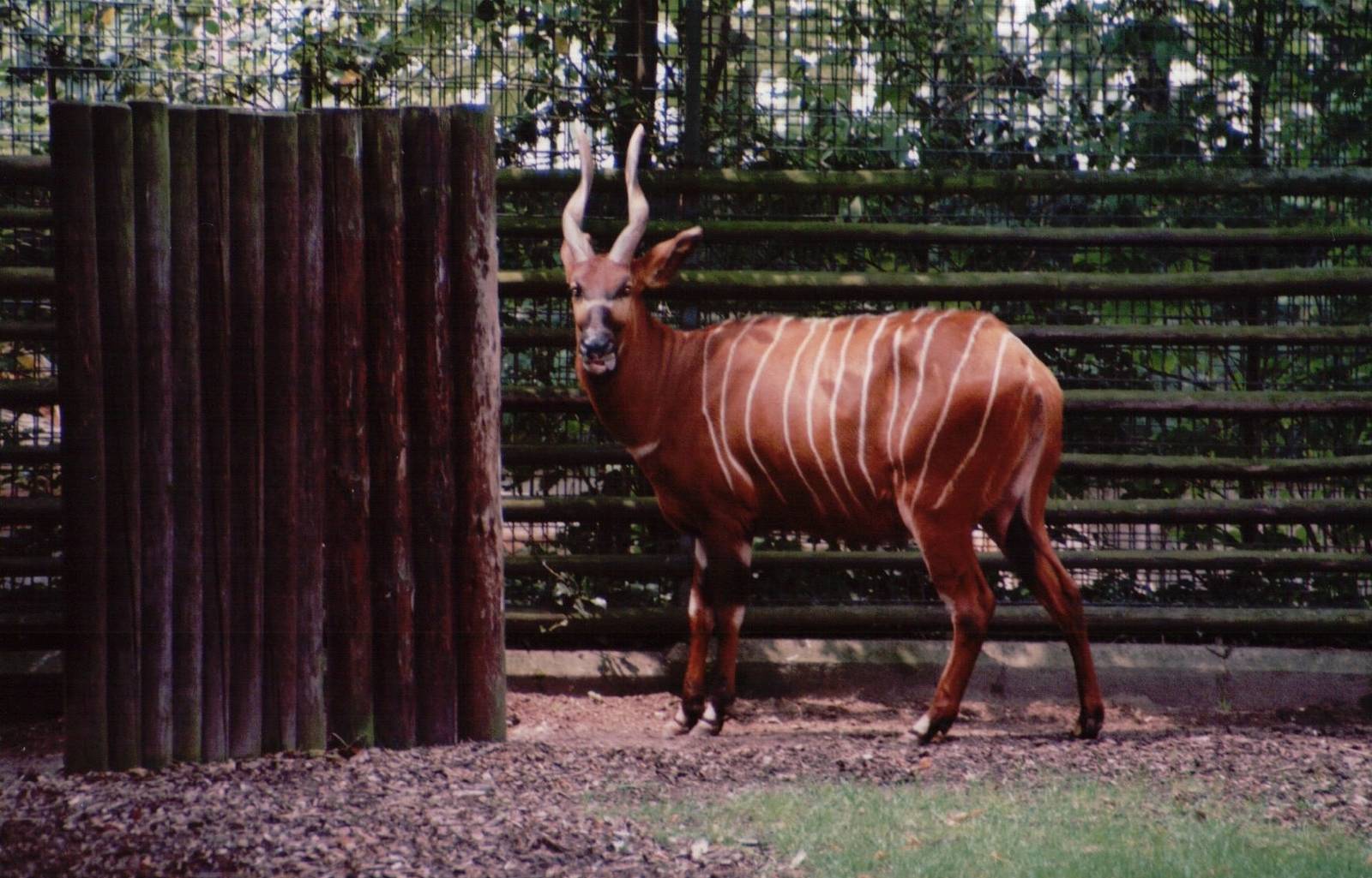 Frankfurt Zoo 1999 - Bongo