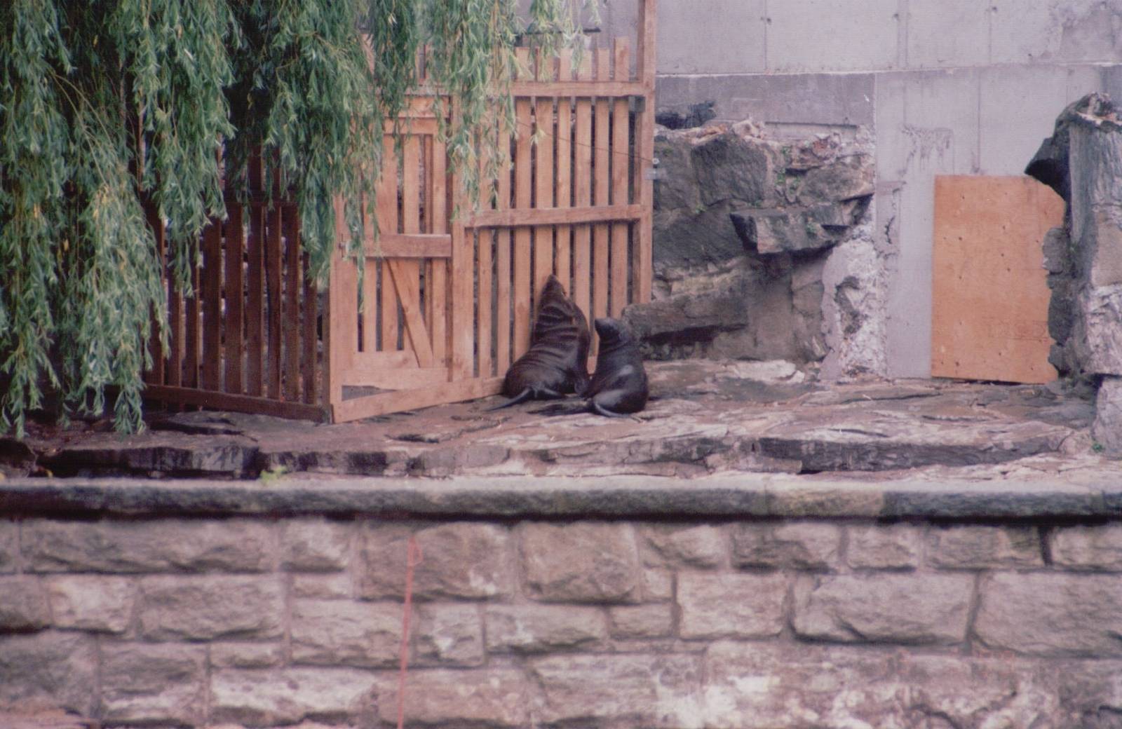 Frankfurt Zoo 1999 - Cape Fur Seals