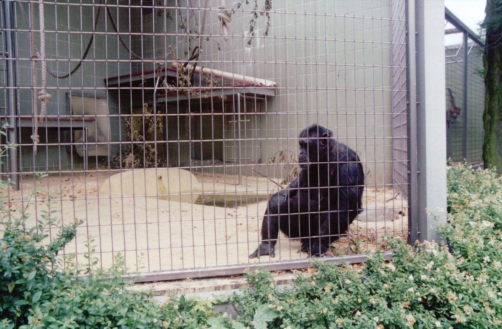 Frankfurt Zoo 1999 - Chimpanzee