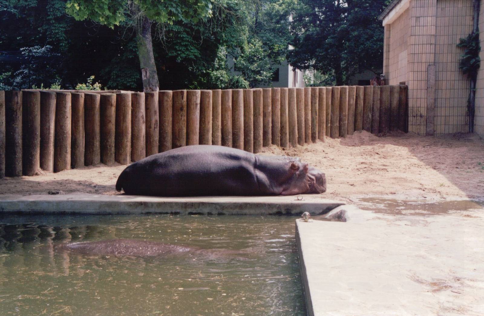 Frankfurt Zoo 1999 - Common Hippopotamus