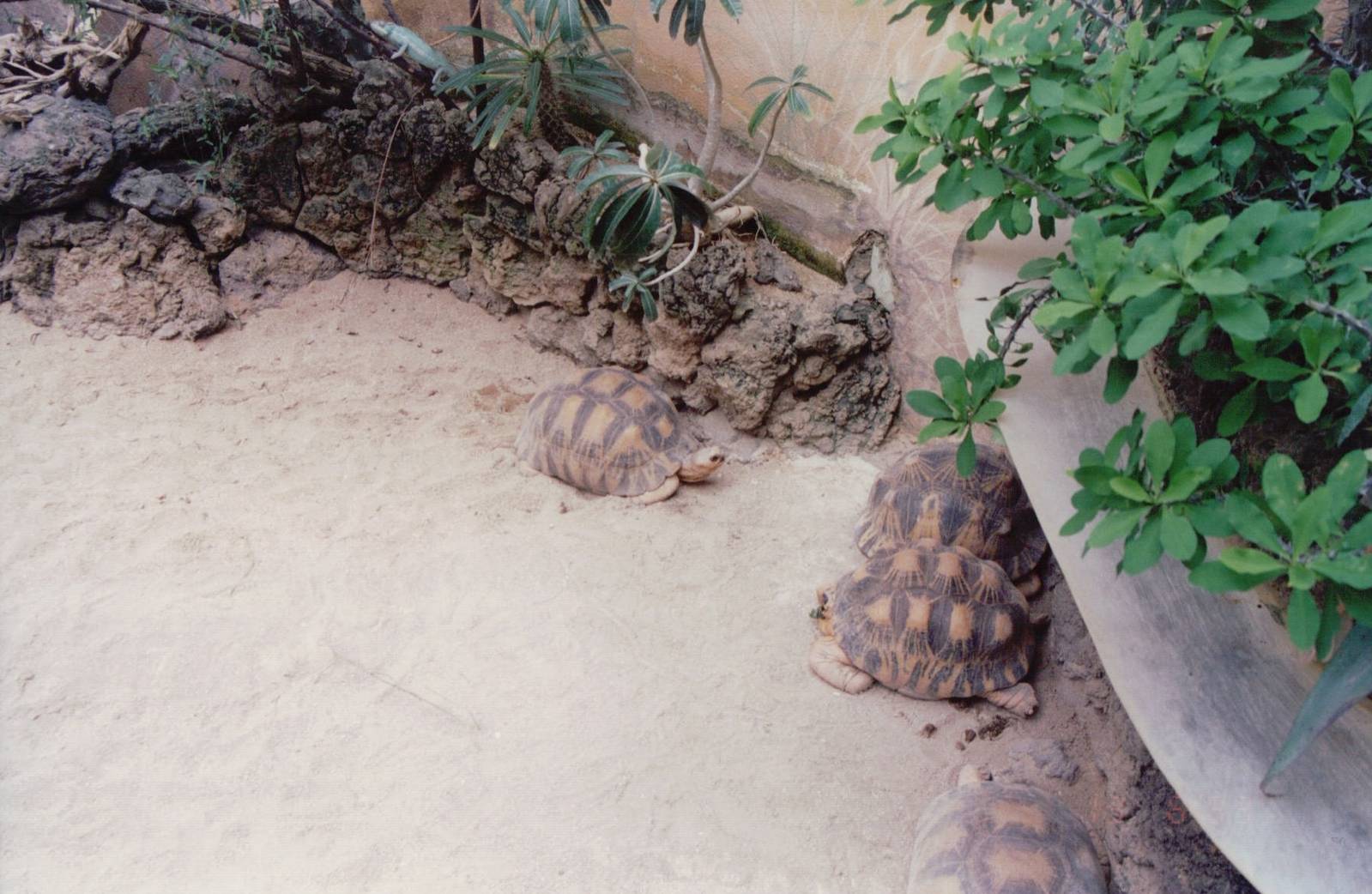 Frankfurt Zoo 1999 - Egyptian Tortoise