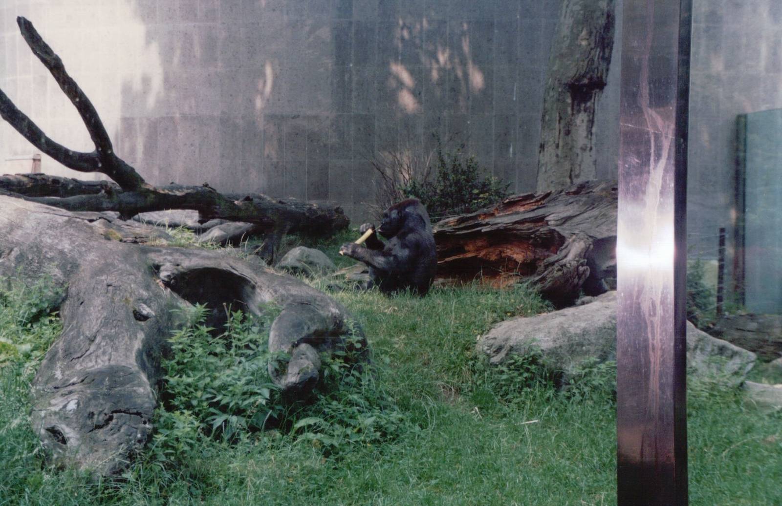 Frankfurt Zoo 1999 - Gorilla in the outdoor exhibit