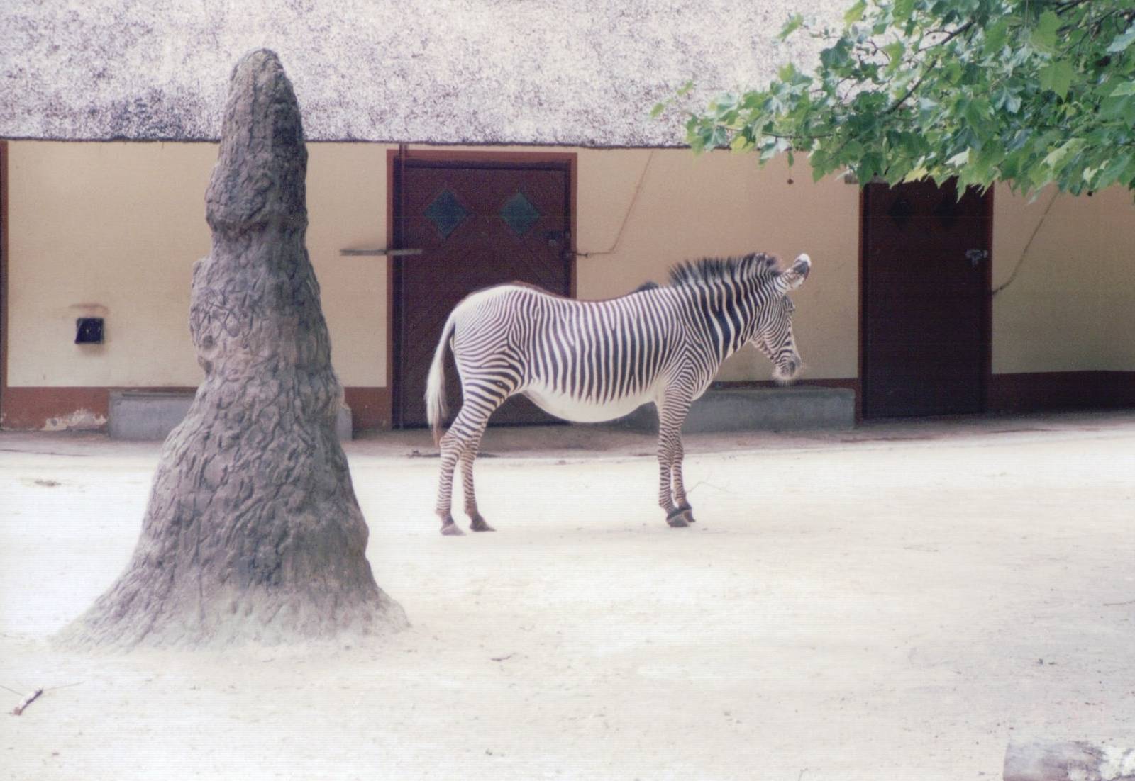 Frankfurt Zoo 1999 - Grevy Zebra