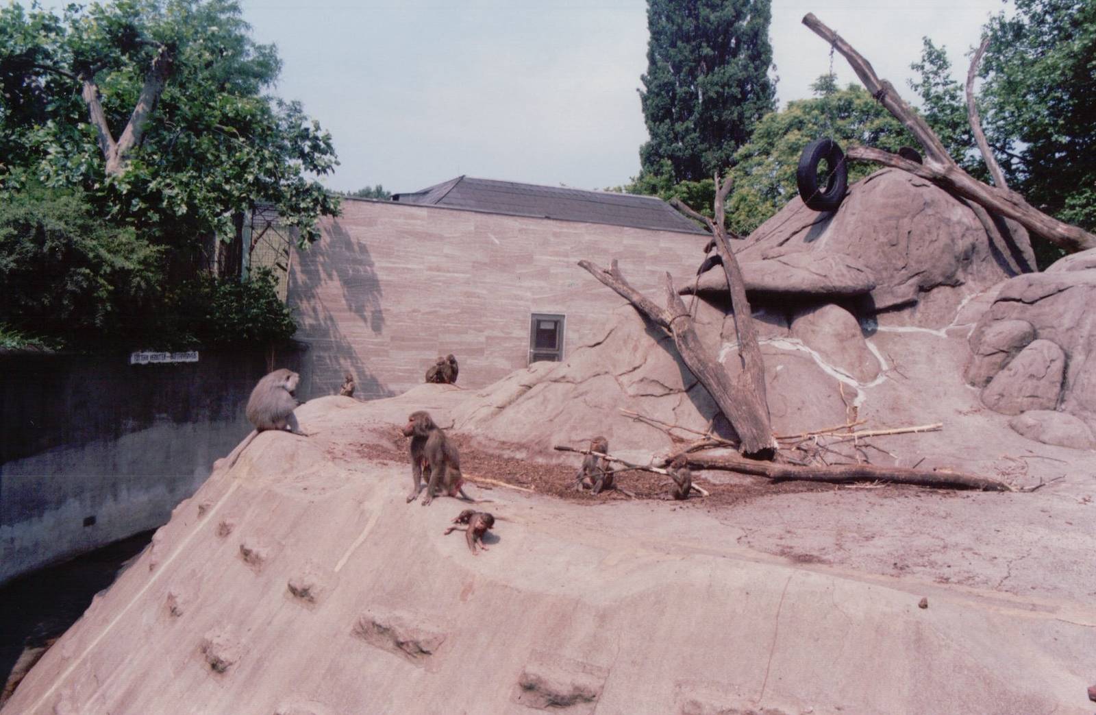Frankfurt Zoo 1999 - Hamadryas Baboon exhibit