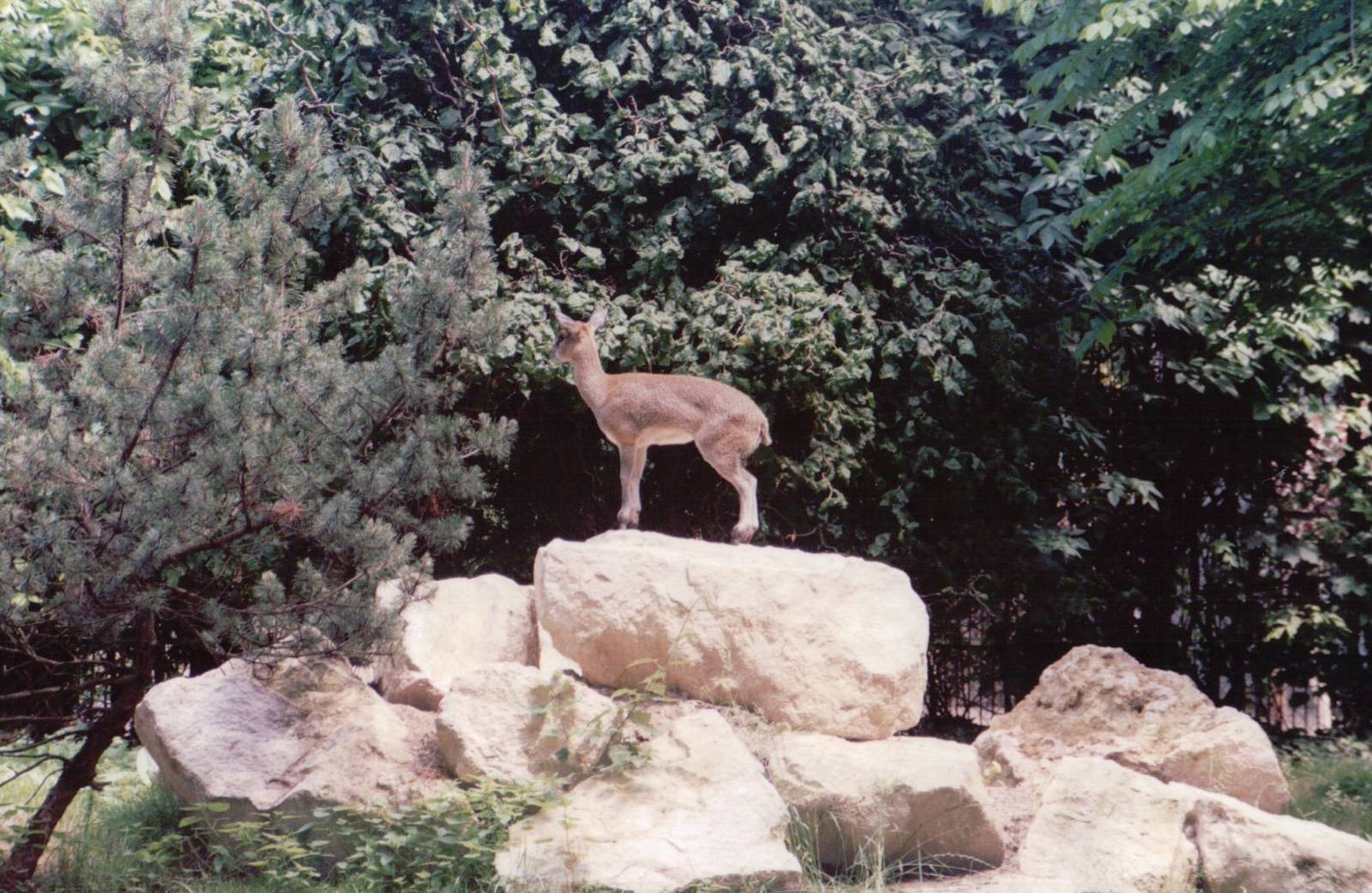 Frankfurt Zoo 1999 - Klipspringer