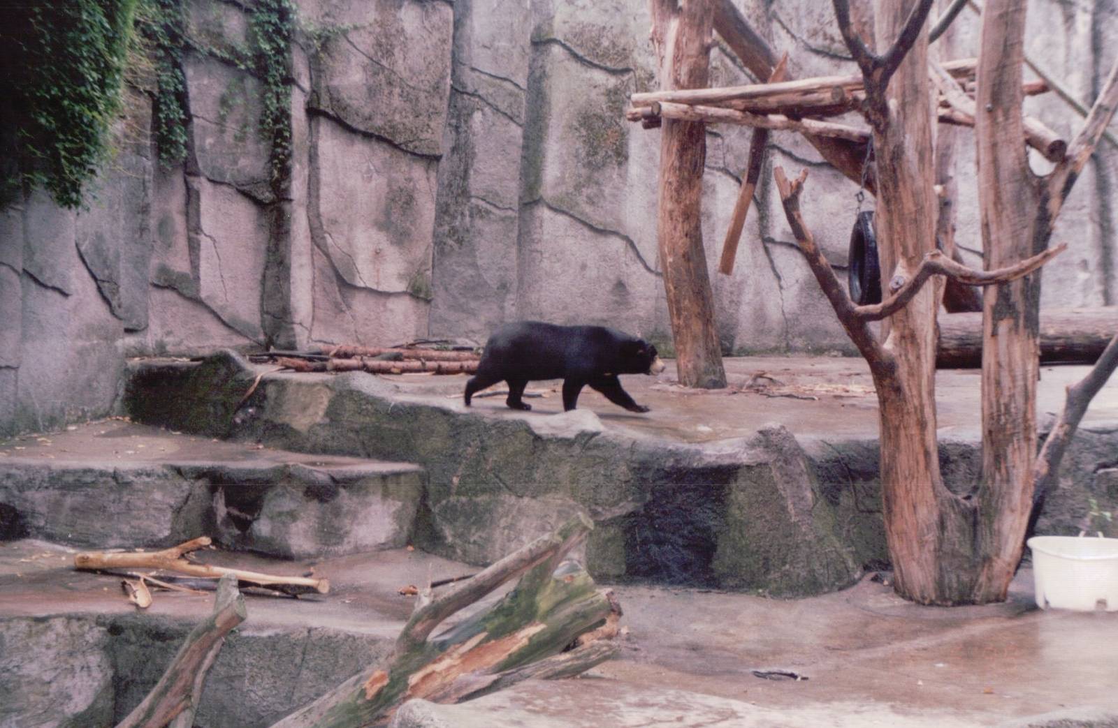 Frankfurt Zoo 1999 - Malayan Sun Bear