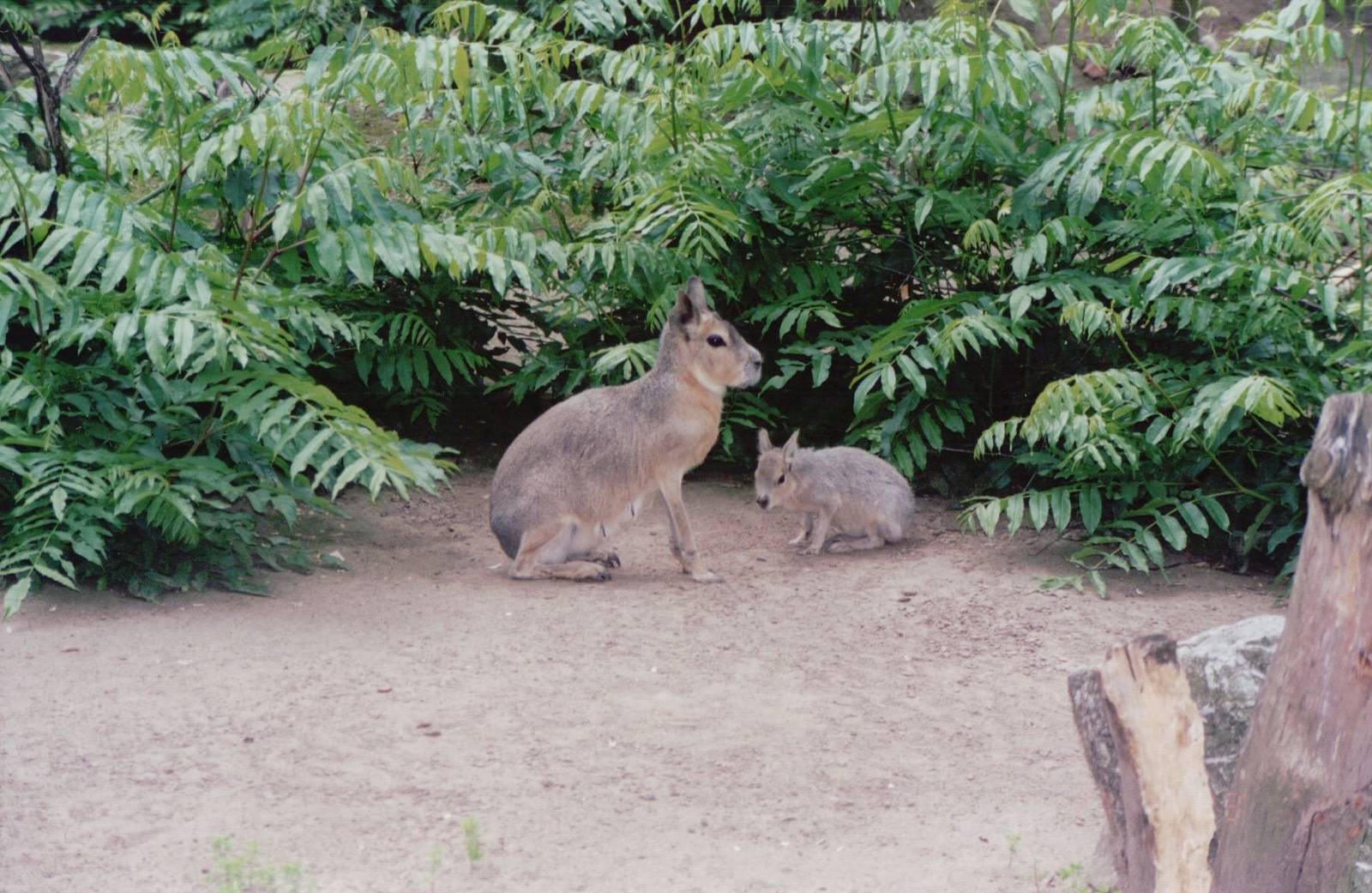 Frankfurt Zoo 1999 - Mara and young