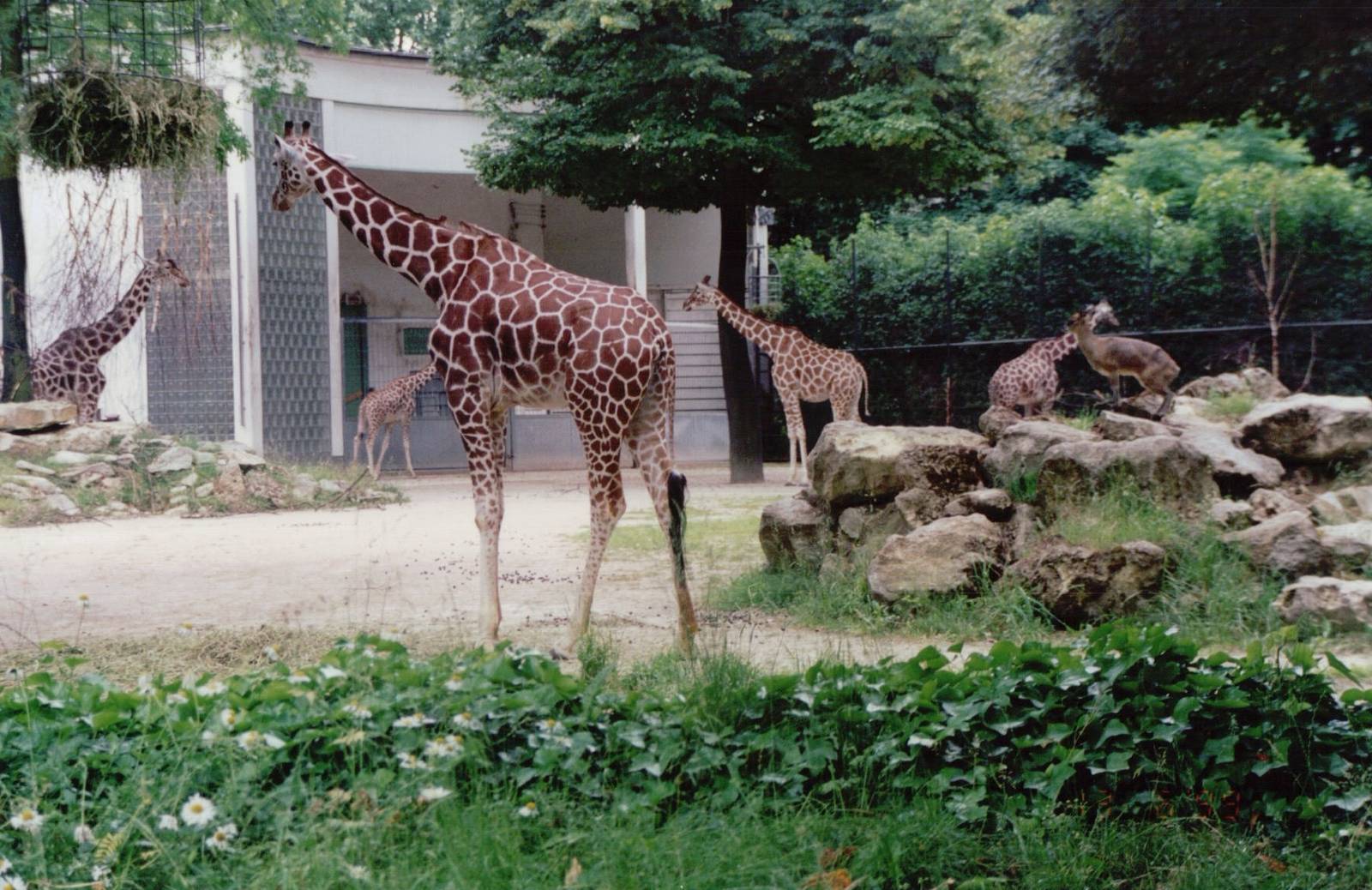Frankfurt Zoo 1999 - Mixed Reticulated Giraffes and Klipspringer