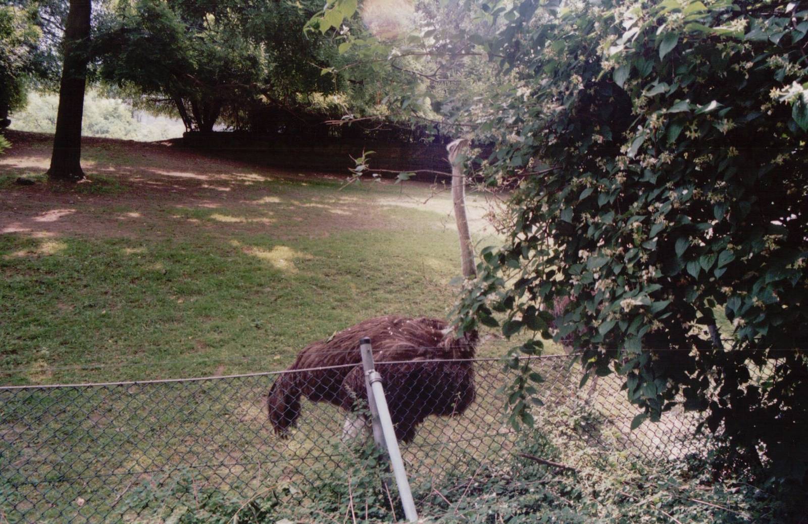 Frankfurt Zoo 1999 - Ostrich