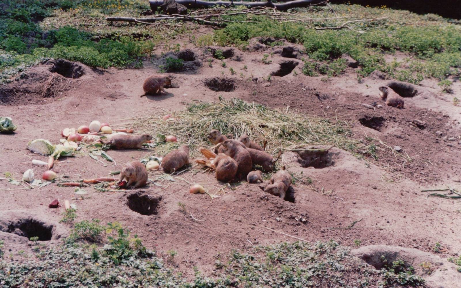 Frankfurt Zoo 1999 - Prairie Dogs