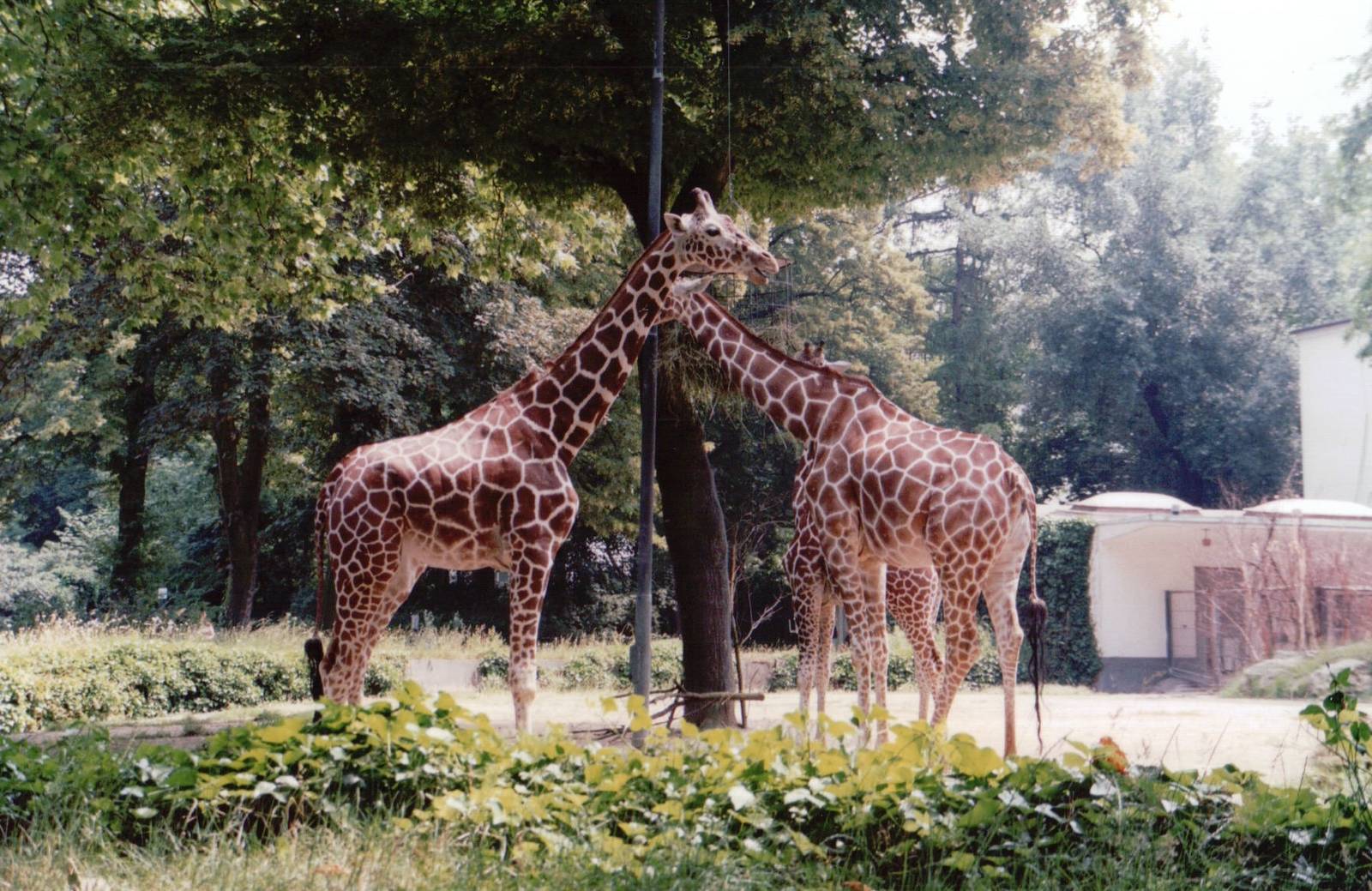 Frankfurt Zoo 1999 - Reticulated Giraffes